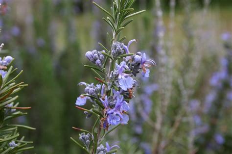 Rosemary Flowers Are Edible