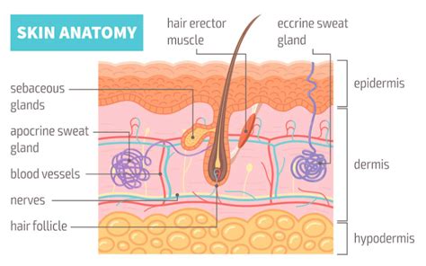 How To Find Your Hair Growth Direction And Why It Matters By Nourish Nurture Medium