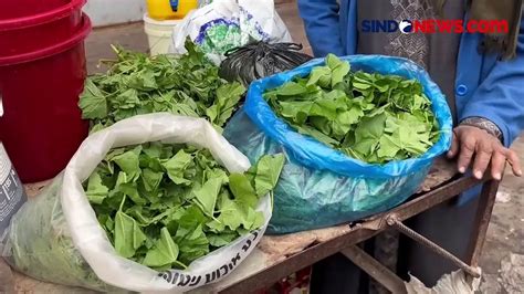 Pasokan Makanan Berkurang Warga Gaza Terpaksa Makan Tanaman Liar