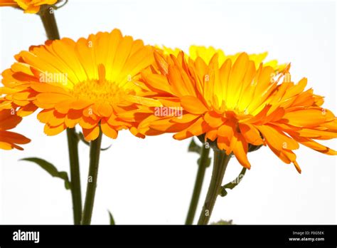 Ringelblume Calendula Officinalis Stock Photo Alamy