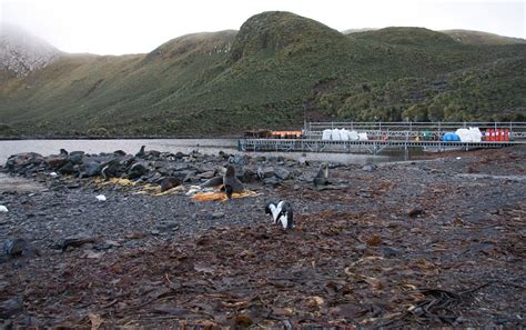 Southern Ocean And Antarctica Bird Island And Scenic Science