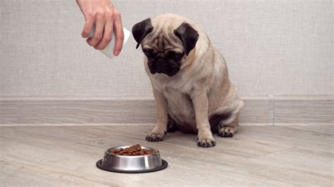 Here's How To Treat Your Dog's Food Allergies