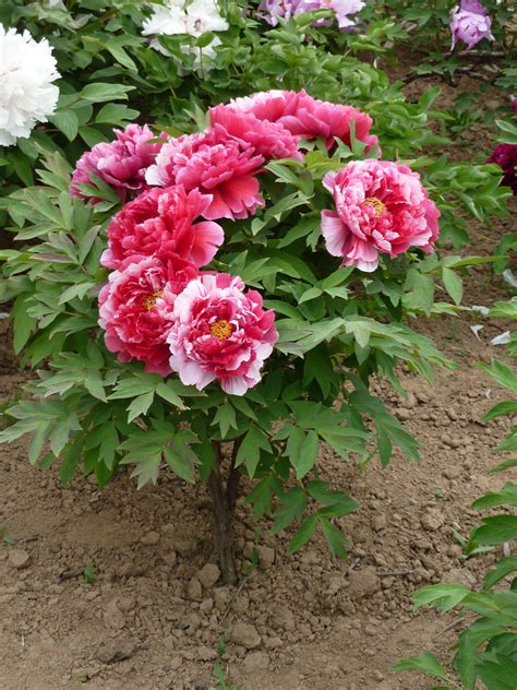 Japanese Tree Peony Seeds Be The First Portal Picture Gallery