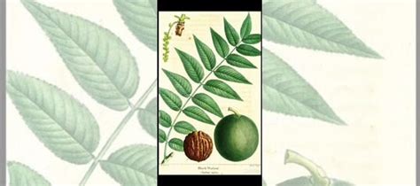 Саженцы черный орех купить в Москве | Товары для дома и дачи | Авито