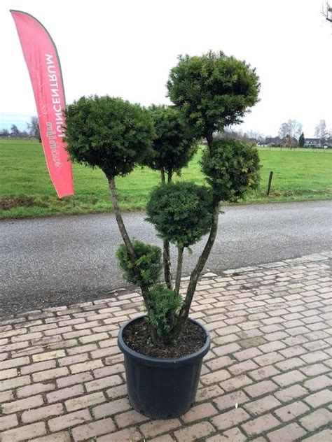 Taxus Venijnboom Leen Konijn B V