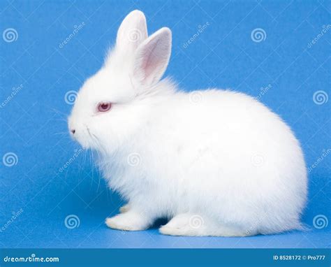 White Baby Bunny Wallpaper