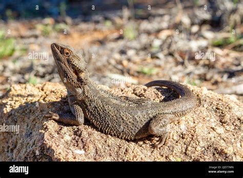 Australian Central Bearded Dragon Basking On Rock Stock Photo Alamy