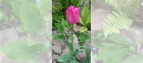 Луковицы тюльпанов купить в Нижнем Новгороде | Товары для дома и дачи ...