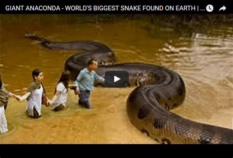 GIANT ANACONDA - WORLD'S BIGGEST SNAKE FOUND ON EARTH | Largest Snake ...