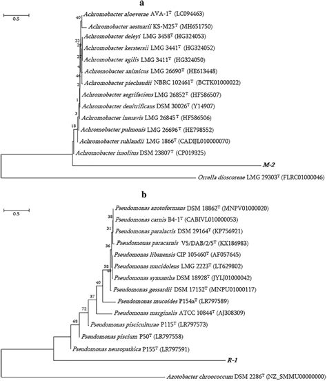 Neighbor Joining Phylogenetic Tree Based On The Partial 16s Rrna Gene