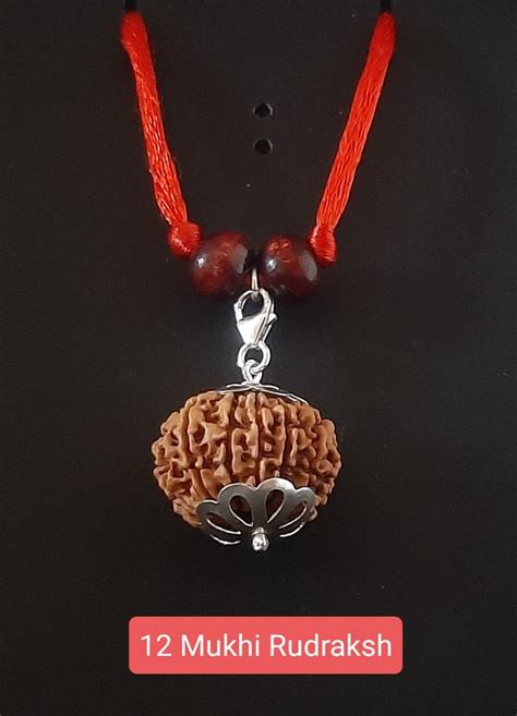 Brown 12 Mukhi Rudraksha At 8000 In Jaipur ID 25991619548