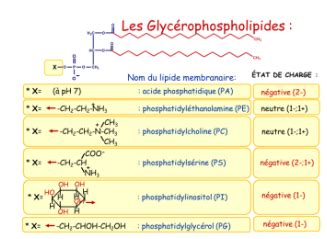 Diagramme De Biochimie Les Lipides Quizlet