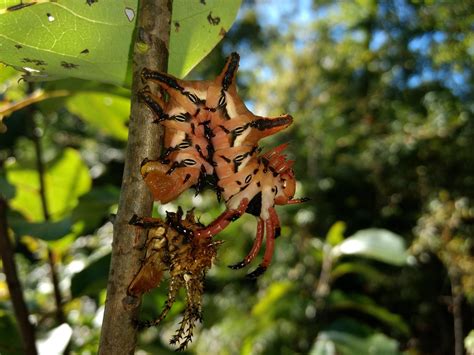 This Hickory Horned Devil caterpillar I found after it molted. : r