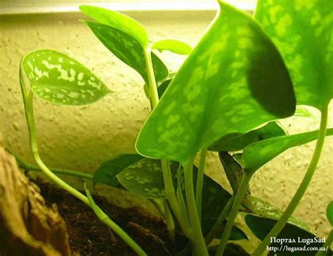 Сциндапсус (Scindapsus) » Информационный портал LugaSad — новое, лучшее ...