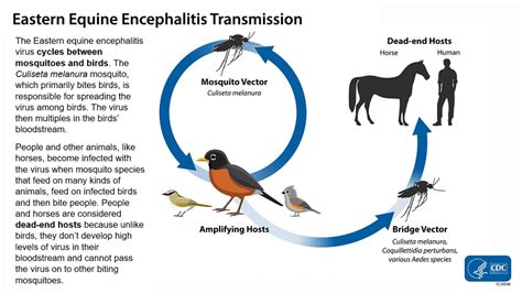 Transmission of Eastern Equine Encephalitis Virus | Eastern Equine ...