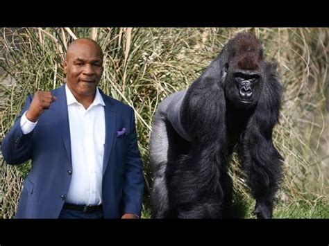 Mike Tyson Vs Gorilla Great Strength Like Gorilla Youtube