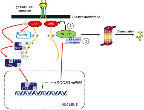 Cells Free Full Text Role Of Ubiquitylation In Controlling