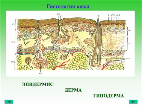 Кожа-иммунный орган. Физиологические функции кожи - презентация онлайн