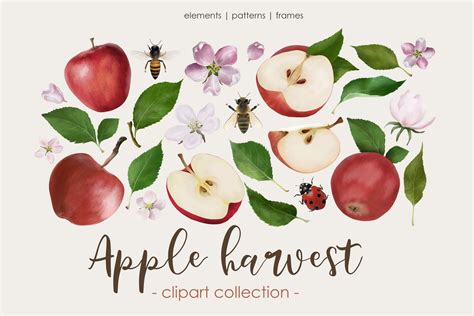 Apple harvest. Clipart collection | Creative Market