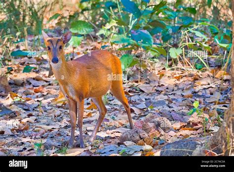 Barking Deer Muntjacs Mastreani Deer Muntiacus Muntjak Royal Bardia