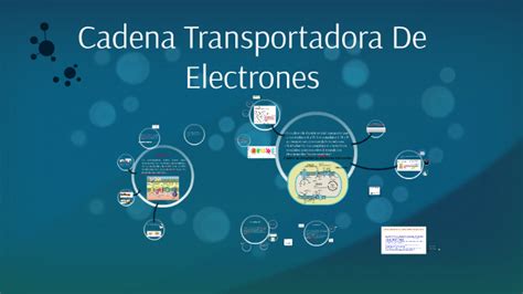 Cadena Transportadora De Electrones By Mary Pesaez On Prezi