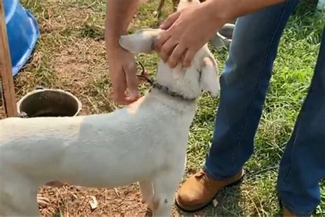 Projeto de lei quer proibir acorrentamento de animais domésticos em MG