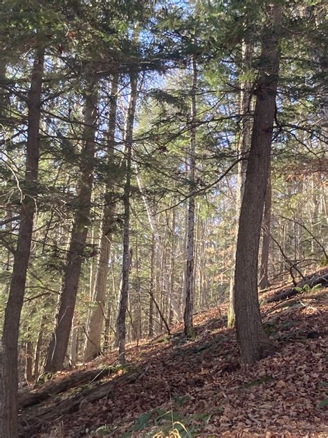 Walk In The Woods Old Growth Forest Characteristics Vermont Woodlands Association