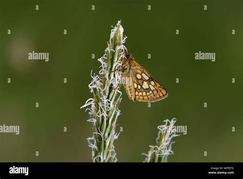 Reintroduced species uk hi-res stock photography and images - Alamy