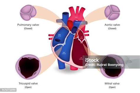 Anatomi Katup Jantung Manusia Diastol Katup Paru Katup Aorta Katup ...