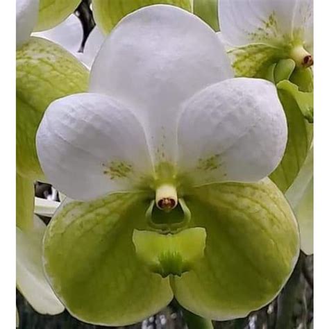 大眾蘭園 萬代蘭 Vanda Sanderiana var alba 桑德萬代變白種 蝦皮購物