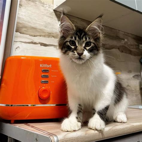 Тостер Kitfort KT-2050-5, жёлтый купить по цене 2 490 руб.: отзывы ...