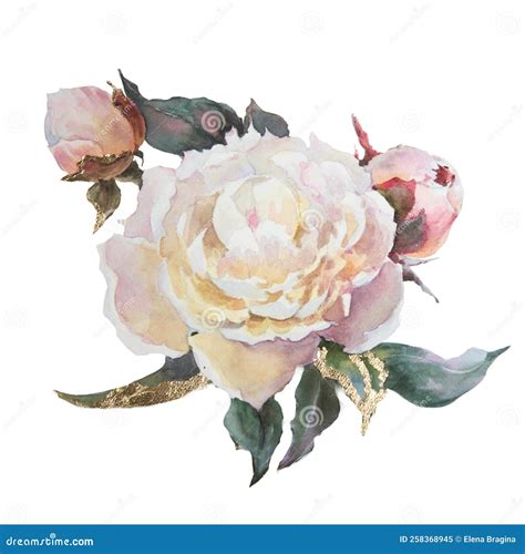 Watercolor Illustration Of A White Peonies With Leaves Isolated On