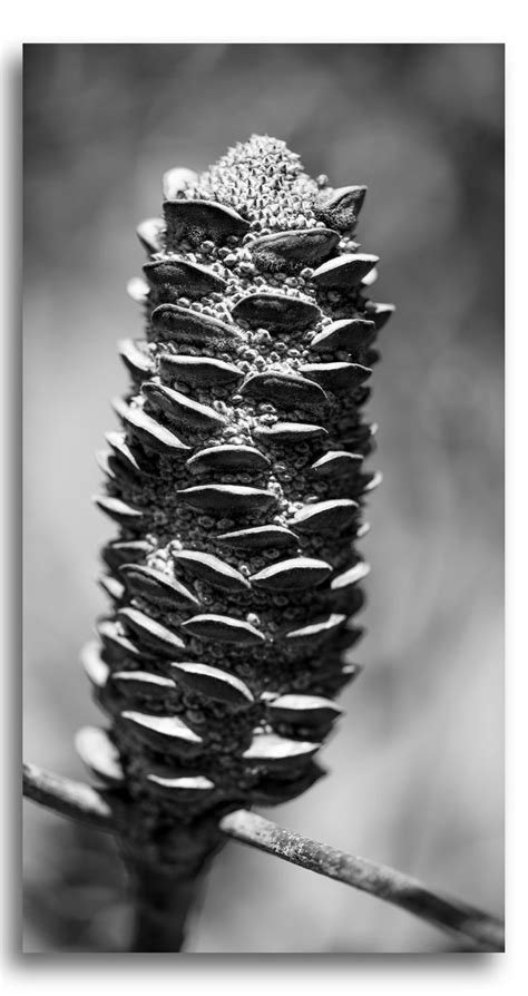 Coastal Banksia Seed Pod | Seed pods, Coastal, Seeds