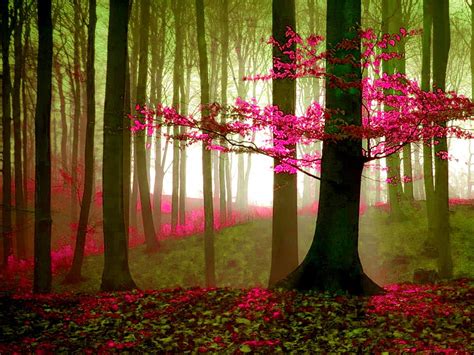 Dream Forest Dreamy Forests Leaves Landscapes Nature Trees Fog