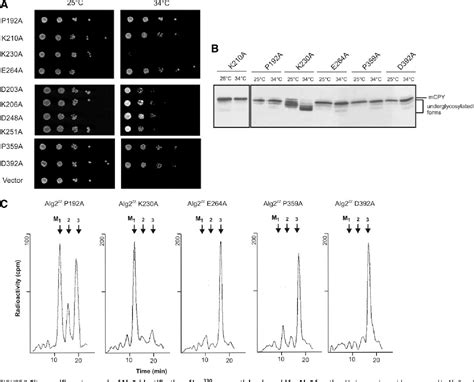 Figure From Biochemical Characterization And Membrane Topology Of