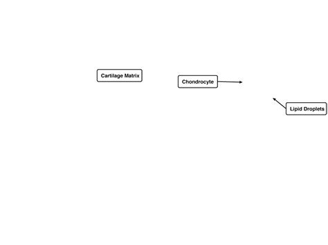 Chondrocytes