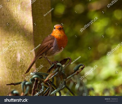 Robin One Uks Favourite Garden Birds Stock Photo 1738095014 Shutterstock