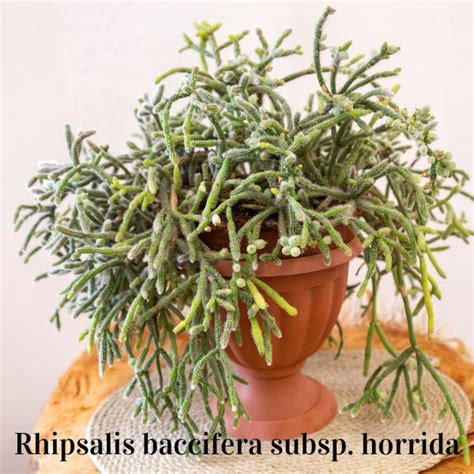 Rhipsalis - vesszőkaktusz