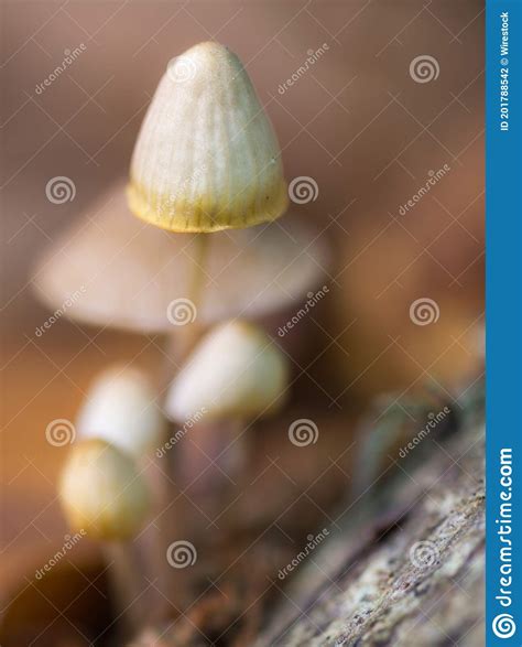 Tir De Focalisation S Lectif De Petits Mycena Des Champignons Qui