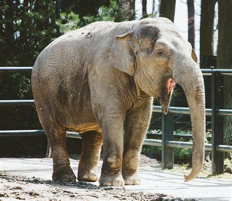 Smiling Elephant Photograph By Pati Photography Fine Art America