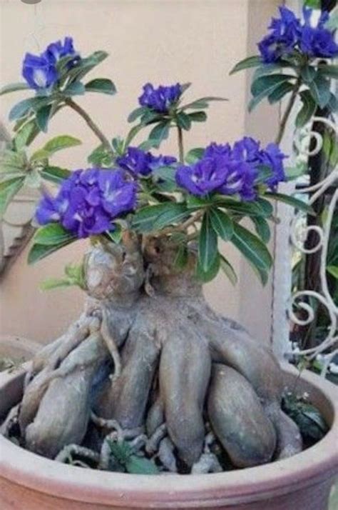 Desert Rose Care How To Grow Adenium Obesum Plants Artofit