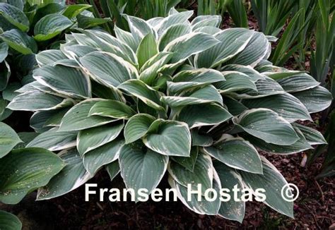 Hosta Tom Schmid - Fransen Hostas