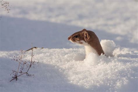 Least Weasel Facts - CRITTERFACTS