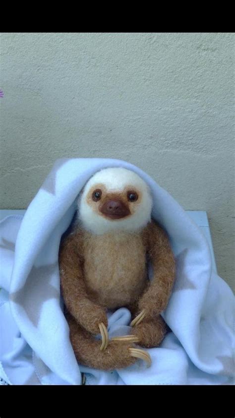 Baby Sloth : r/aww