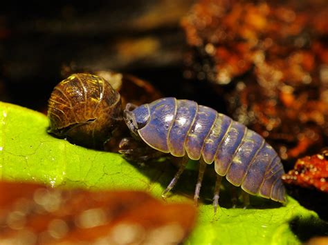 Infected Armadillidiidae A Depressum The Isopod To The Flickr