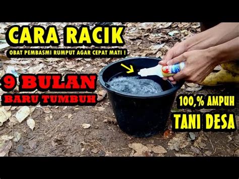 Ampuh Cara Membasmi Rumput Agar Cepat Mati Dalam Hitungan Jam