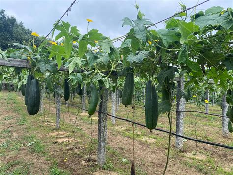 Loofah Cultiva Tus Esponjas Vegetales En El Jard N