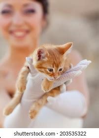 Cat Bride Images Stock Photos D Objects Vectors Shutterstock