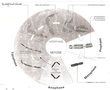 La Division Cellulaire Ou Mitose Et Les Chromosomes Er L Sunudaara