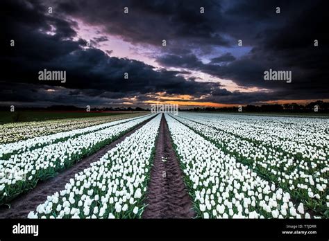 Dutch tulip fields Stock Photo - Alamy